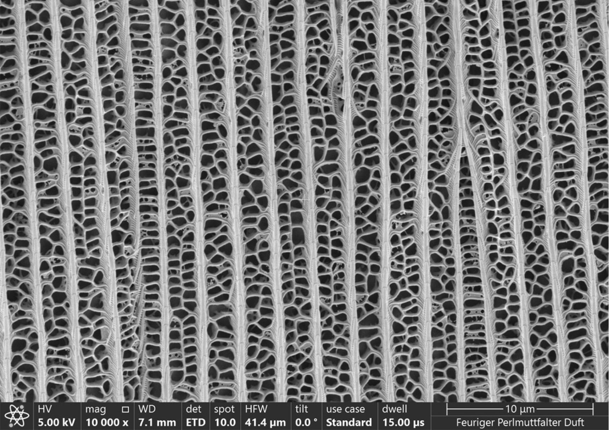 Rasterelektronenmikroskopische Aufnahme einer Duftschuppe des Perlmuttfalters. Skalierungsbalken 10 µm : Rasterelektronenmikroskopische Aufnahme einer Duftschuppe des Perlmuttfalters. Skalierungsbalken 10 µm
